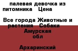 палевая девочка из питомника › Цена ­ 40 000 - Все города Животные и растения » Собаки   . Амурская обл.,Архаринский р-н